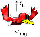 diagram of bird indicating forces acting on a bird