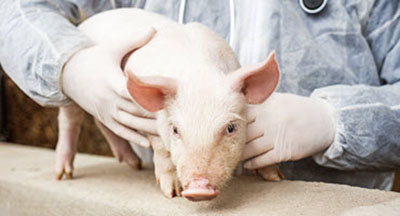 pig getting vaccine, image from Farms.com 