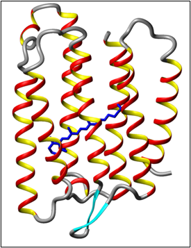 A 3D model of a sensory rhodopsin protein obtained by NMR spectroscopy.