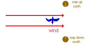 diagram of bird flying in the wind