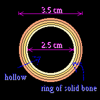 diagram of the cross-section of the bone