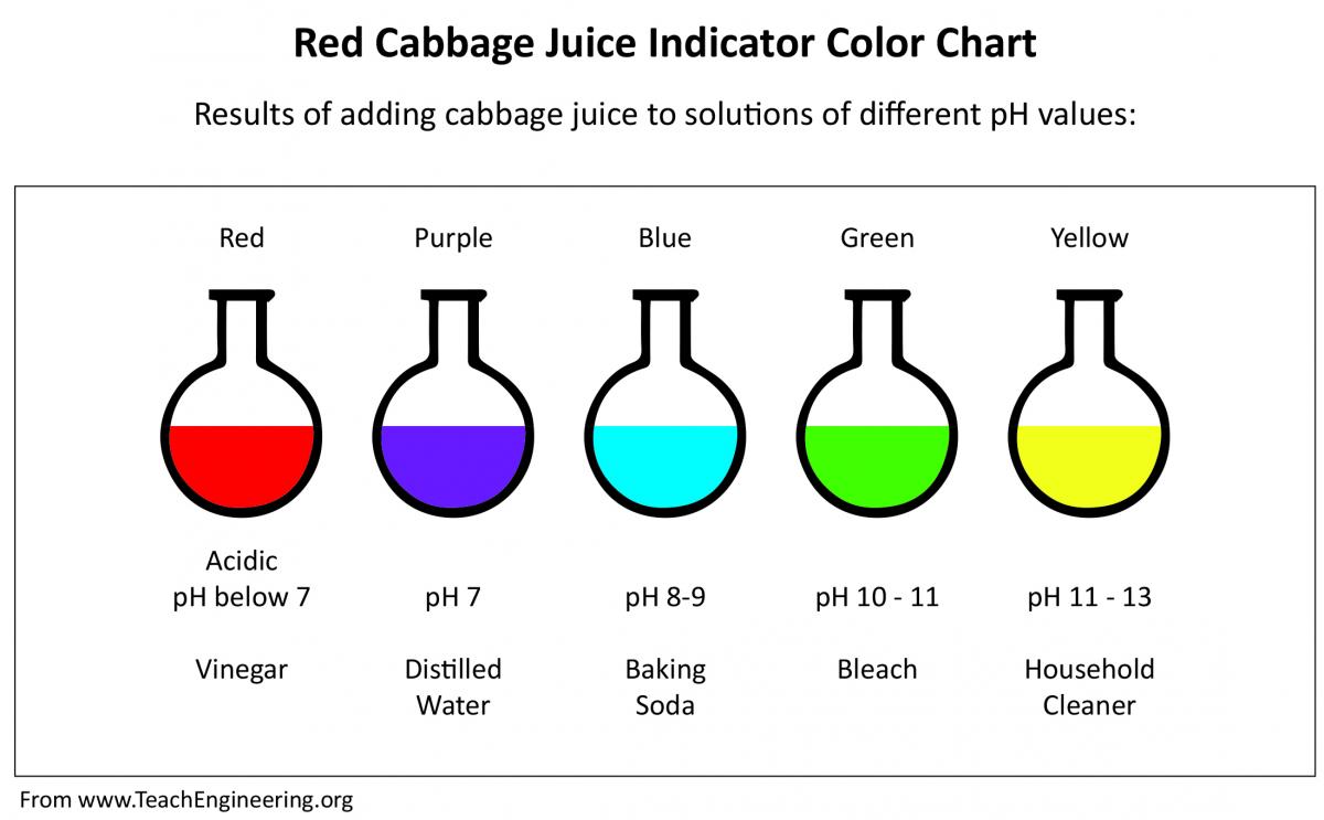 Cabbage Juice pH Indicator Colour Chart