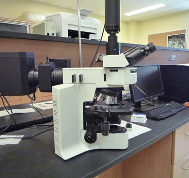 Olympus BX41 Microscope