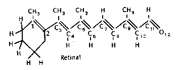 Retinal molecule