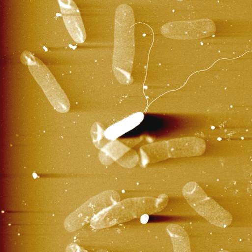  AFM image of bacterium next to peptidoglycan sacculi