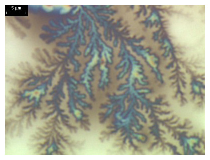  dendritic growth left by water evaporating on silicon wafer
